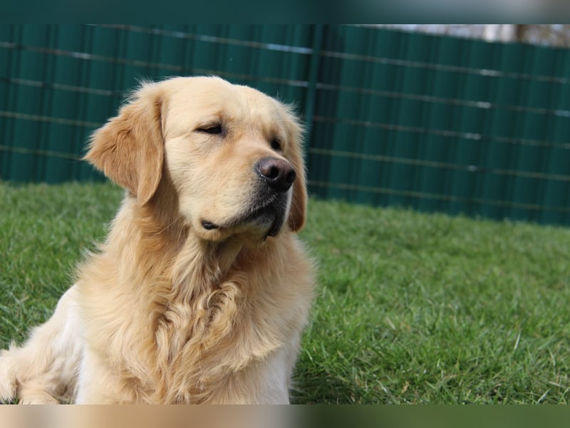 Golden Retriever Deckrüde mit FCI-Ahnentafel