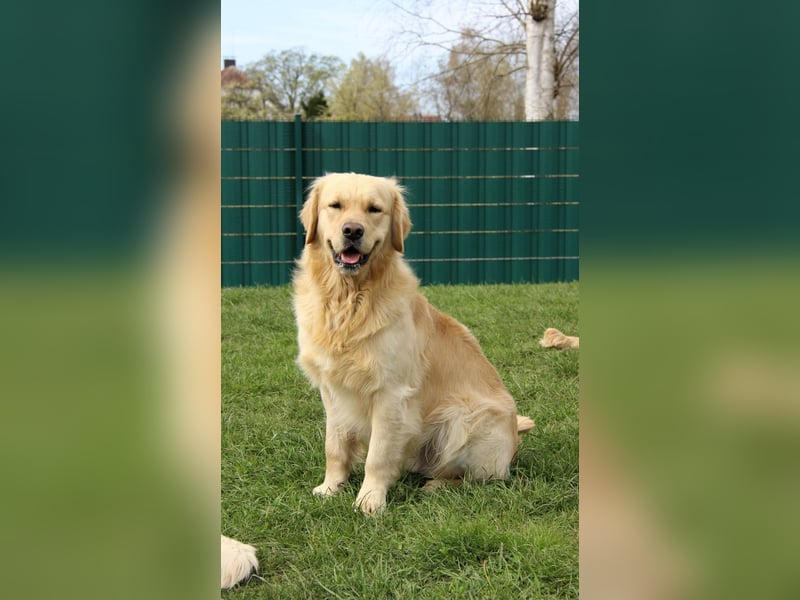 Golden Retriever Deckrüde mit FCI-Ahnentafel
