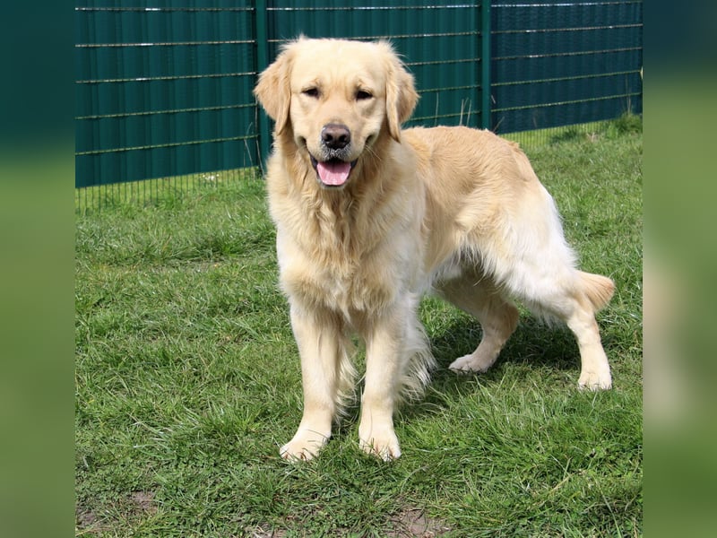 Golden Retriever Deckrüde mit FCI-Ahnentafel