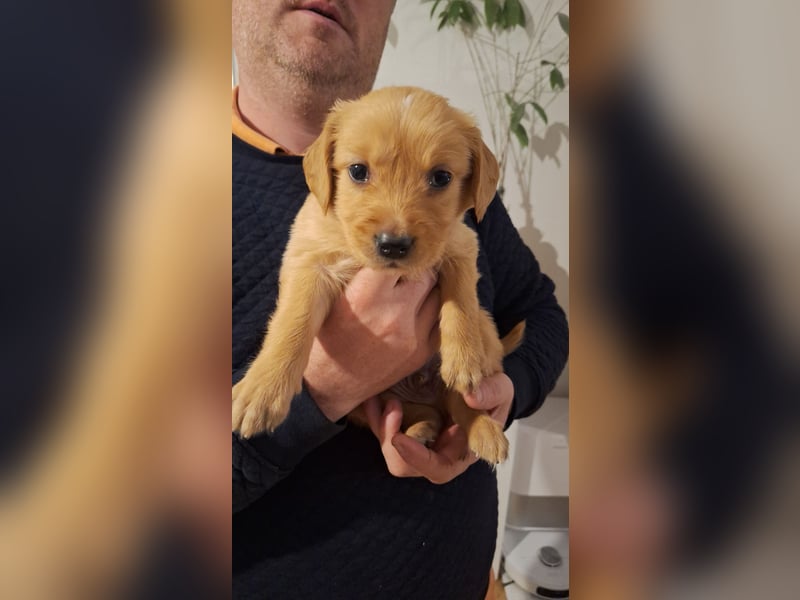 Golden Retriever Welpen