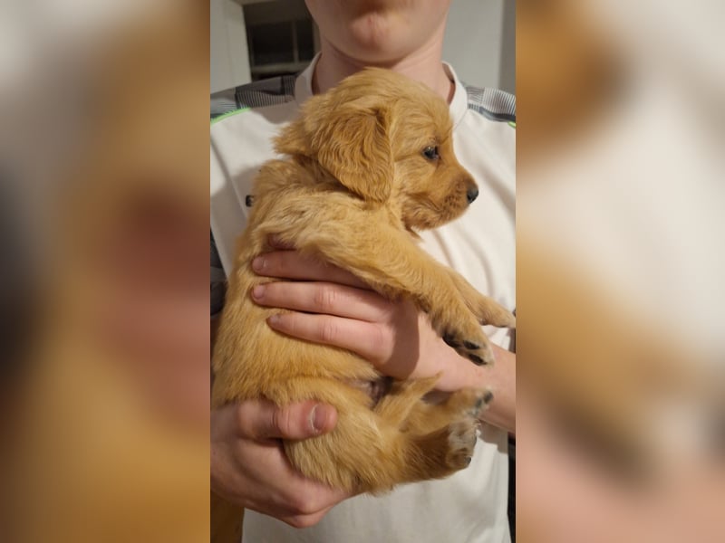 Golden Retriever Welpen