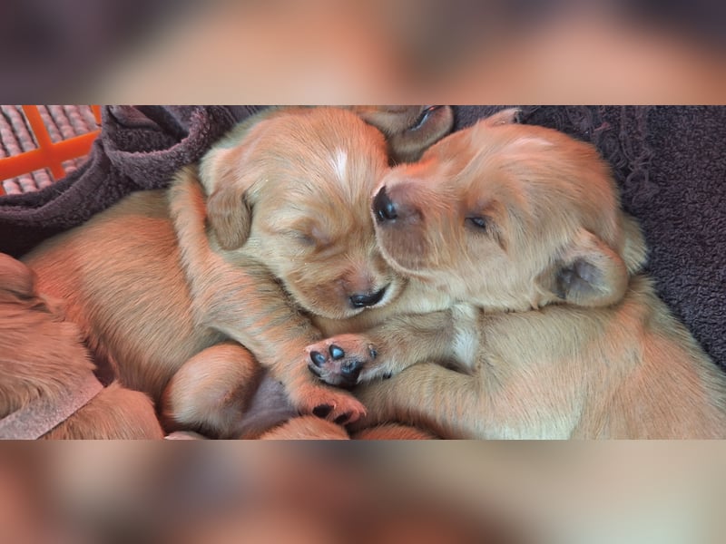 Golden Retriever Welpen