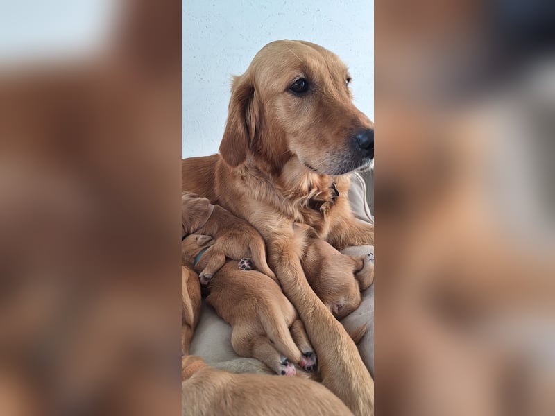 Golden Retriever Welpen