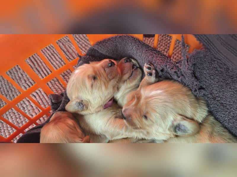 Golden Retriever Welpen