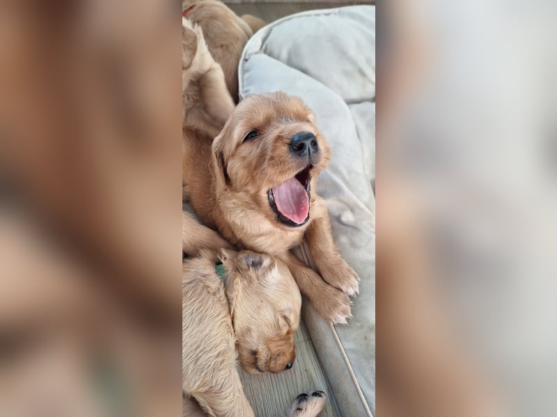 Golden Retriever Welpen