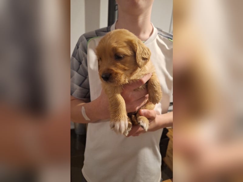 Golden Retriever Welpen