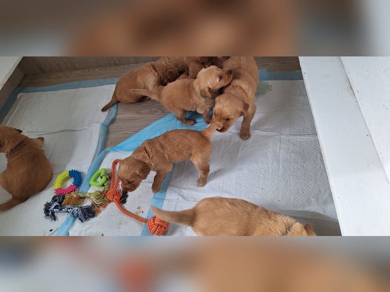 Golden Retriever Welpen