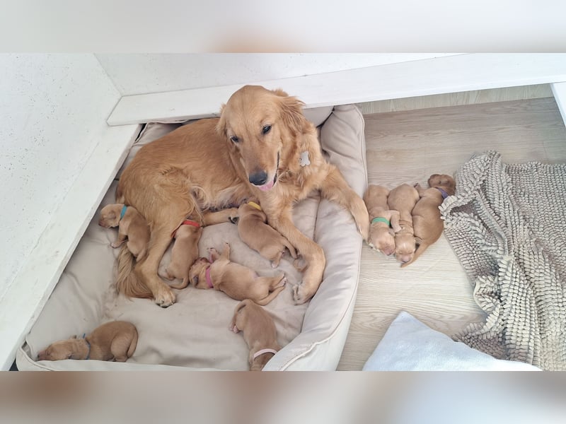 Golden Retriever Welpen