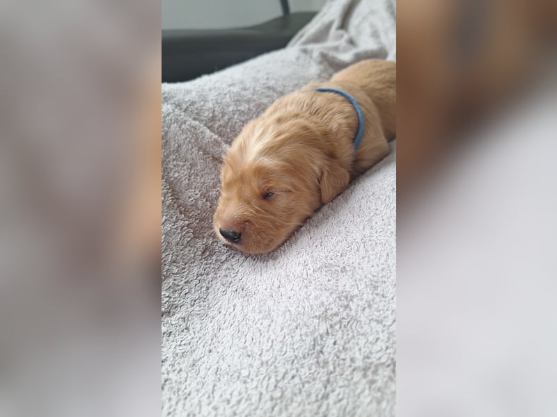 Golden Retriever Welpen