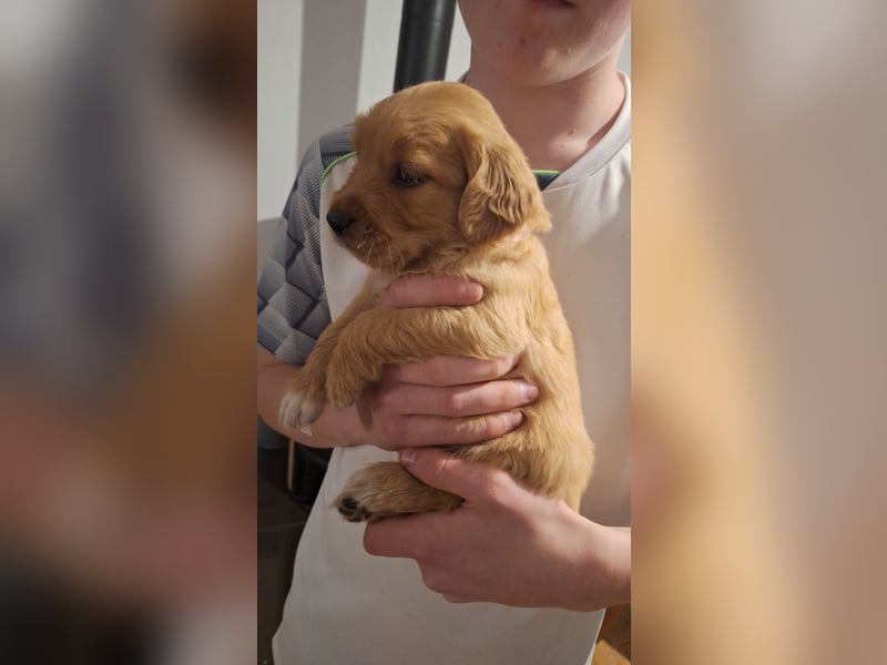 Golden Retriever Welpen