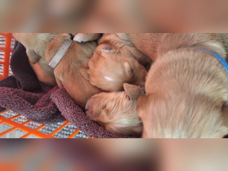 Golden Retriever Welpen