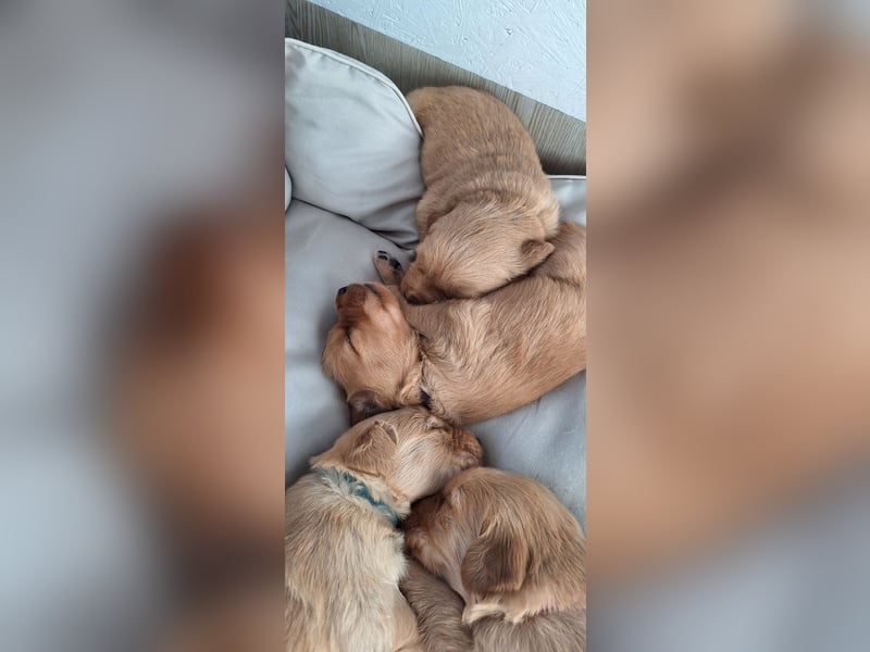 Golden Retriever Welpen