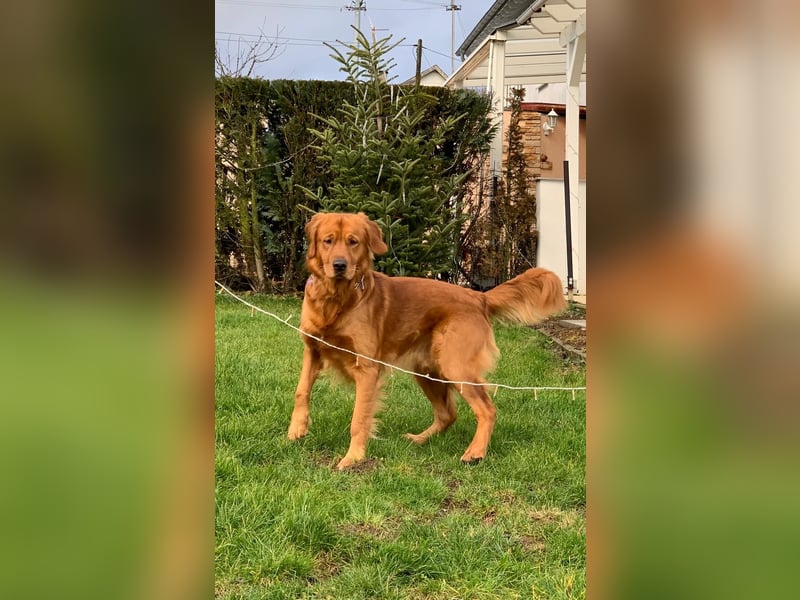 Golden Retriever Welpen