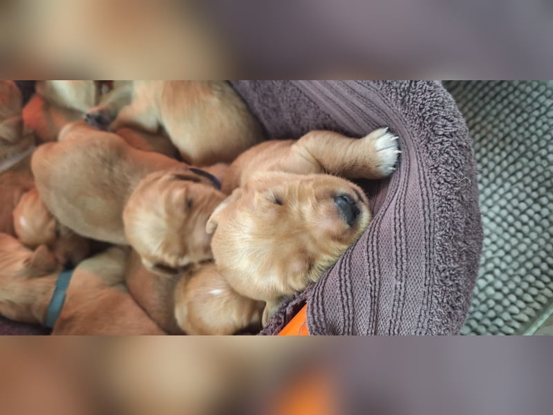 Golden Retriever Welpen