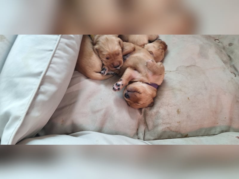 Golden Retriever Welpen