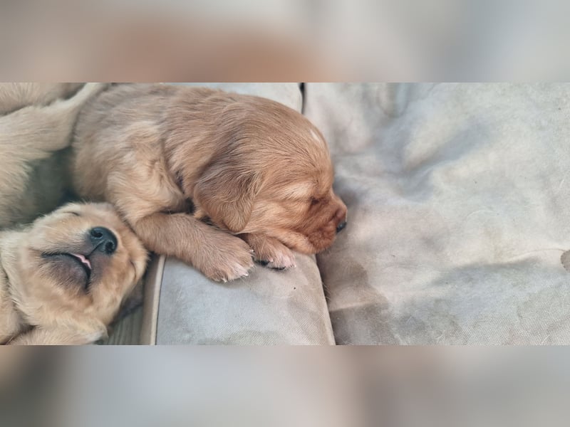 Golden Retriever Welpen