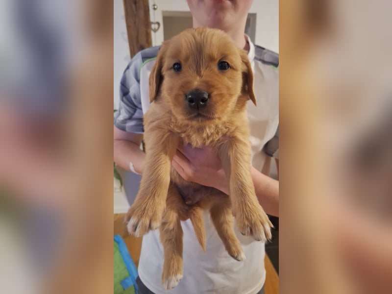 Golden Retriever Welpen