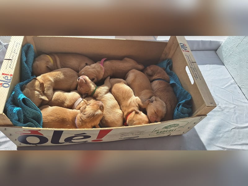 Golden Retriever Welpen
