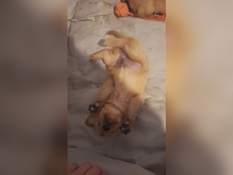 Golden Retriever Welpen