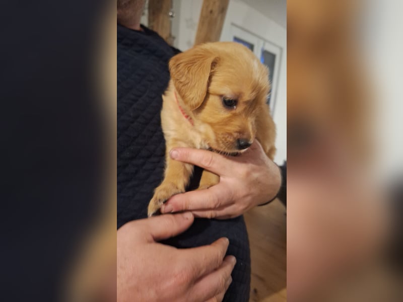 Golden Retriever Welpen