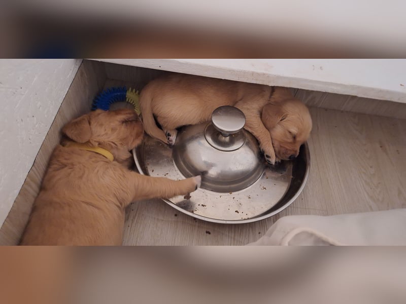 Golden Retriever Welpen