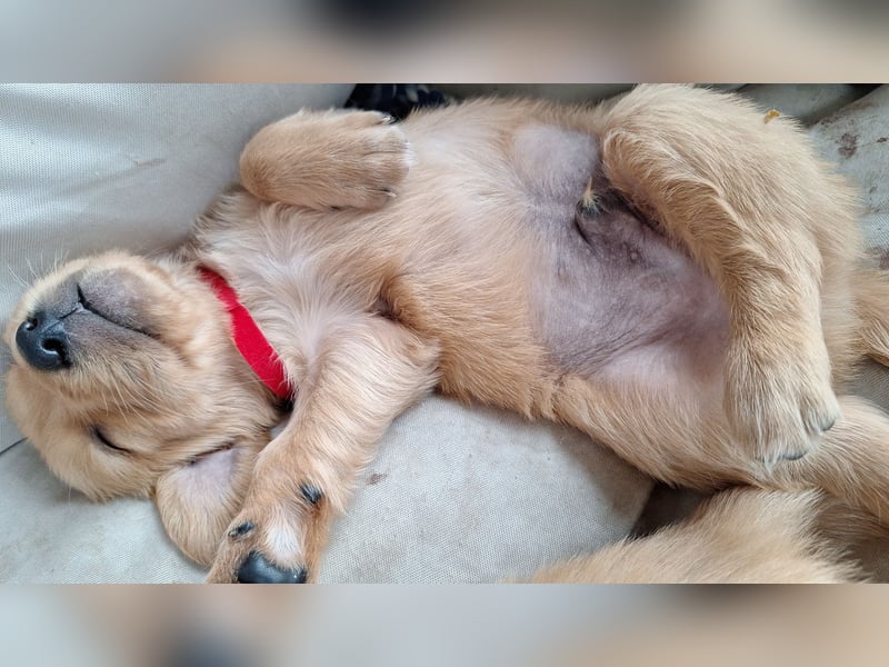 Golden Retriever Welpen