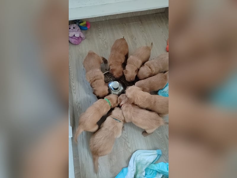 Golden Retriever Welpen