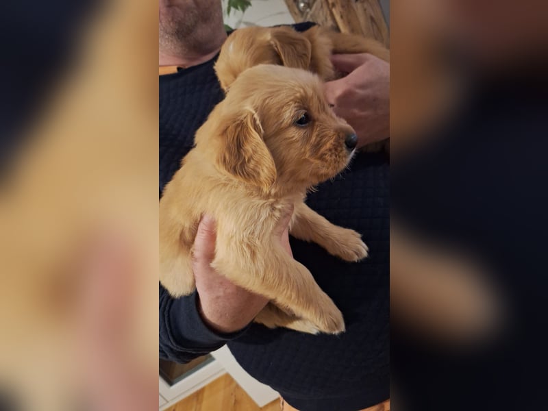 Golden Retriever Welpen