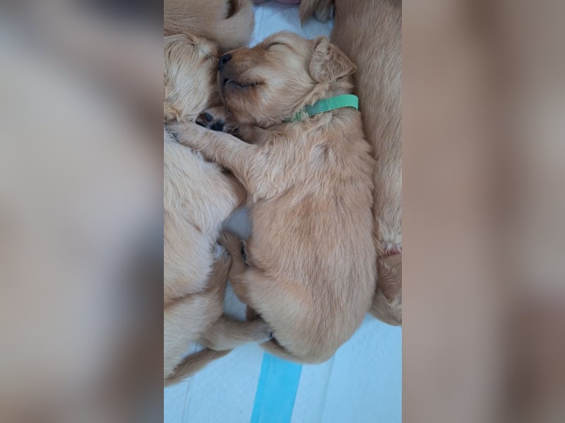 Golden Retriever Welpen