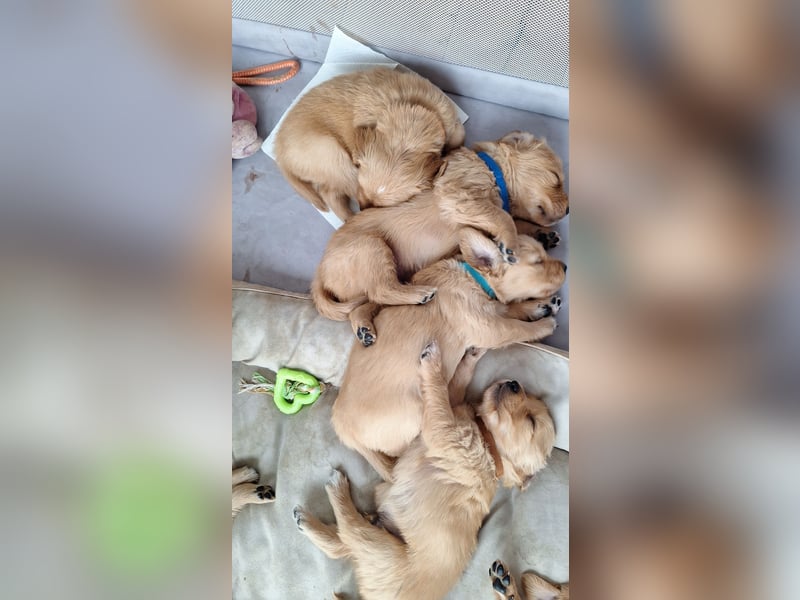 Golden Retriever Welpen