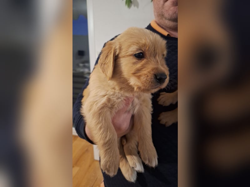 Golden Retriever Welpen