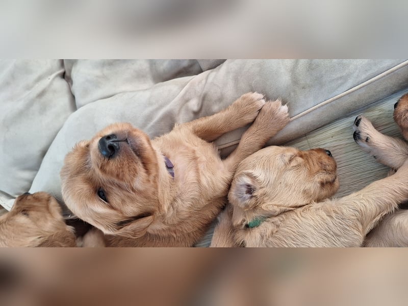 Golden Retriever Welpen