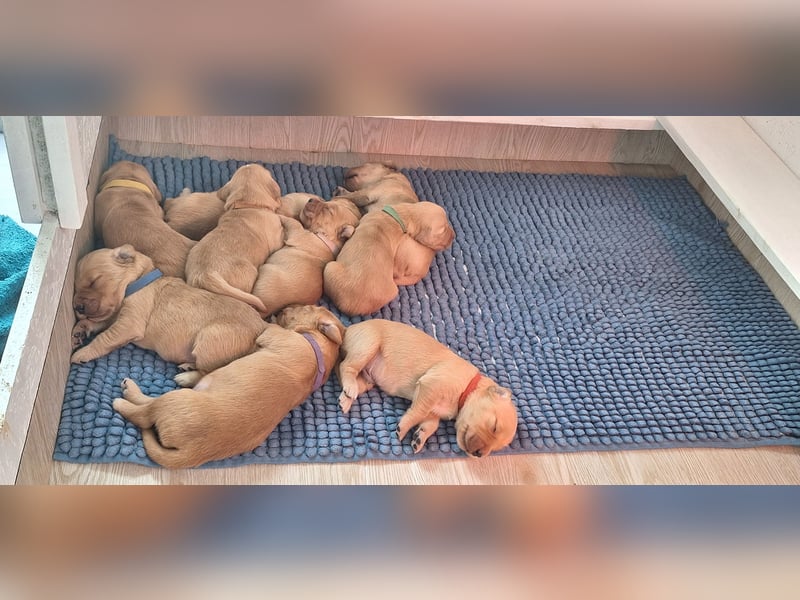 Golden Retriever Welpen