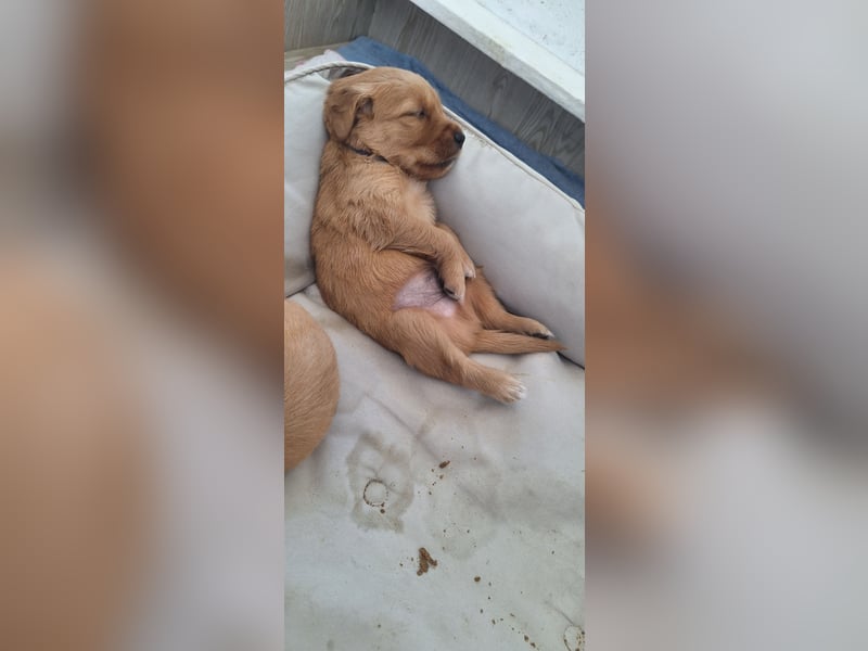 Golden Retriever Welpen