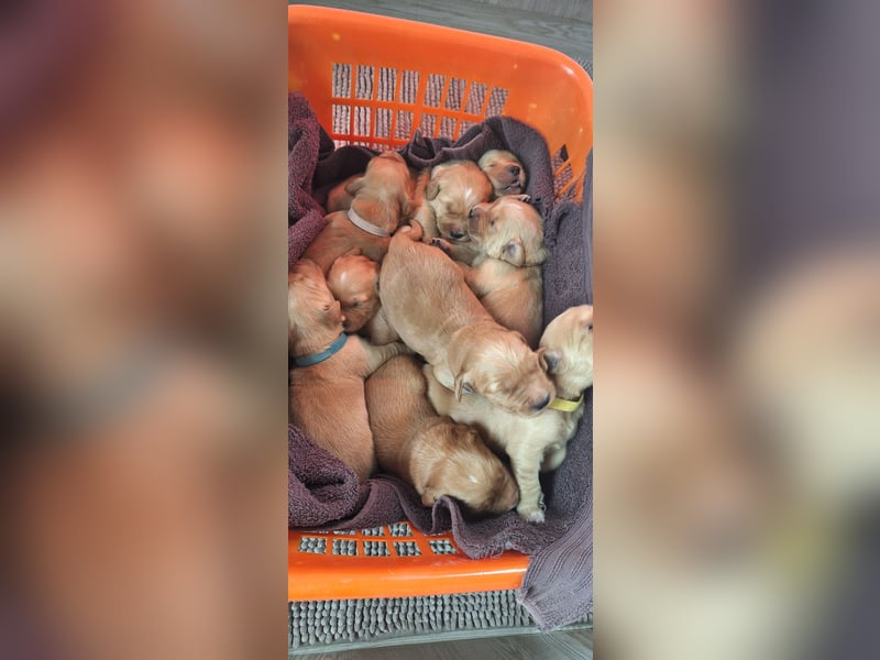 Golden Retriever Welpen