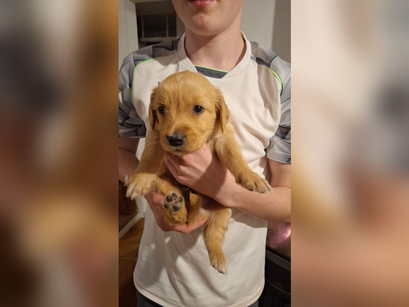 Golden Retriever Welpen