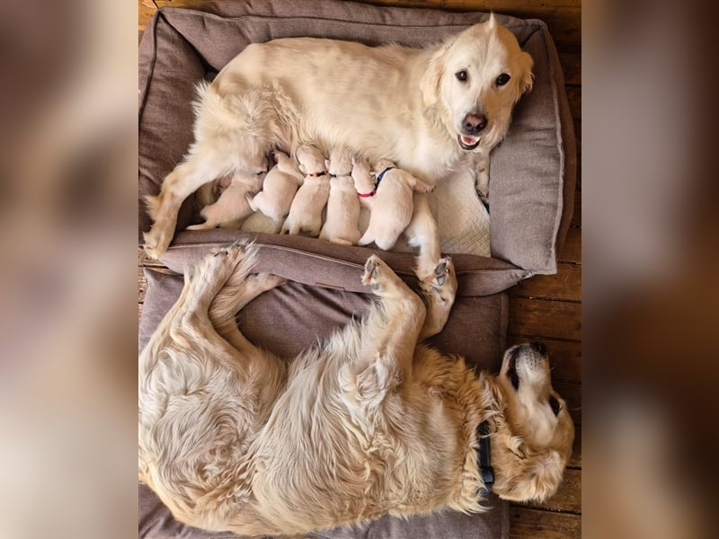 Kleine Golden Retriever Rüden suchen ab Oktober ein neues Zuhause