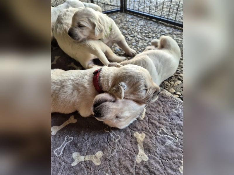 Kleine Golden Retriever Rüden suchen ab Oktober ein neues Zuhause