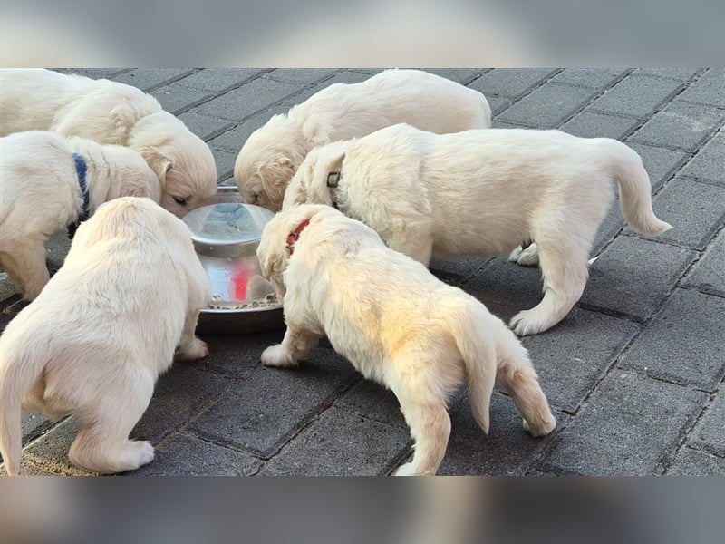 Kleine Golden Retriever Rüden suchen ab Oktober ein neues Zuhause