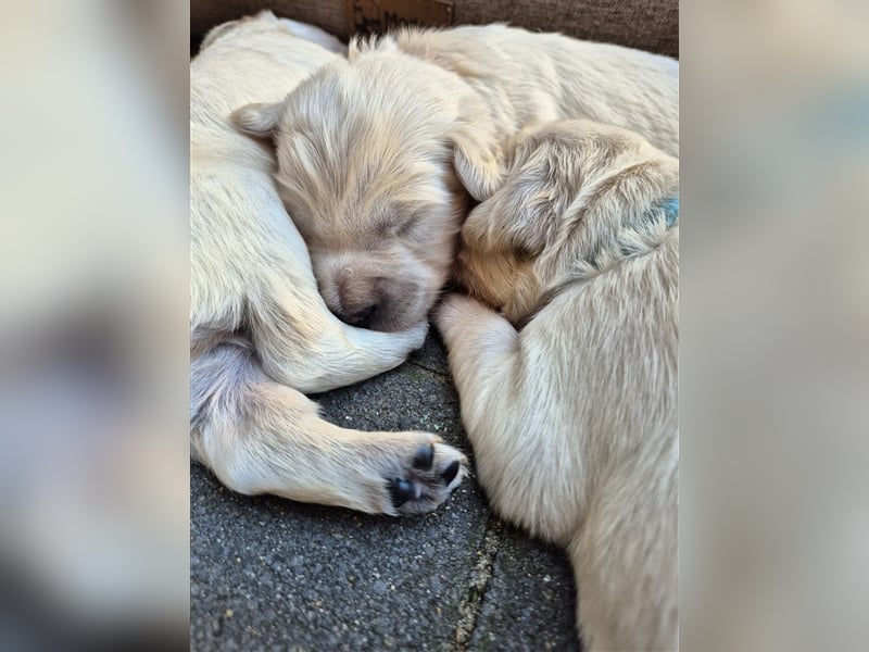 Kleine Golden Retriever Rüden suchen ab Oktober ein neues Zuhause