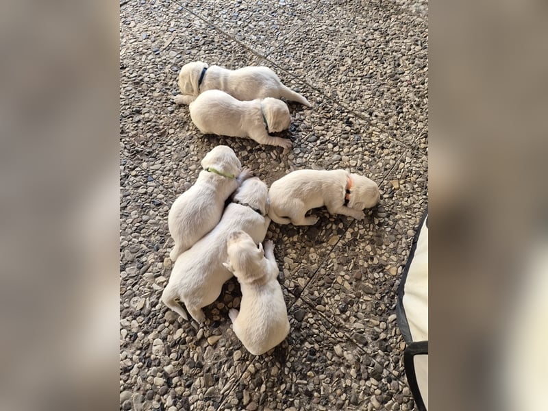 Kleine Golden Retriever Rüden suchen ab Oktober ein neues Zuhause