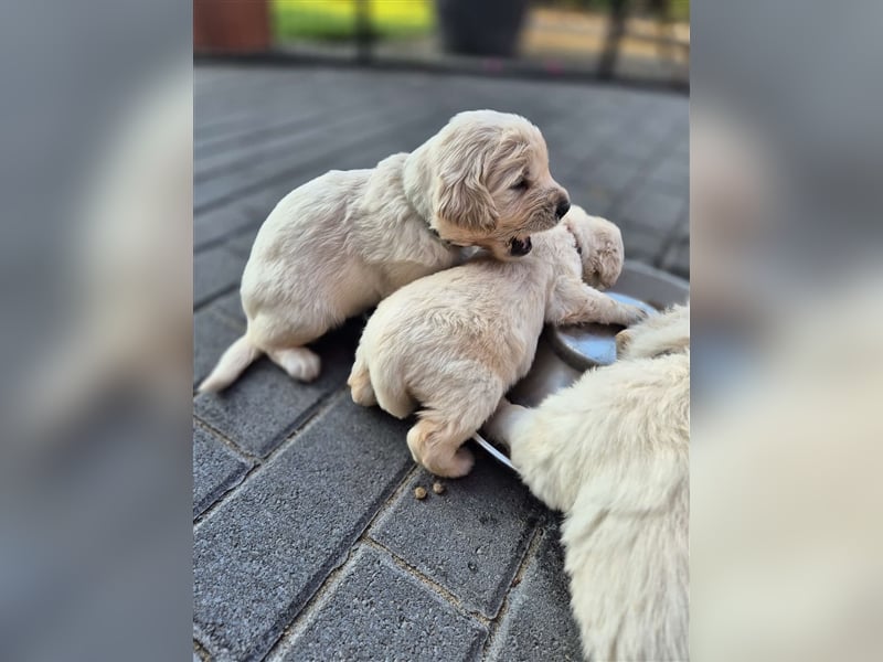 Kleine Golden Retriever Rüden suchen ab Oktober ein neues Zuhause