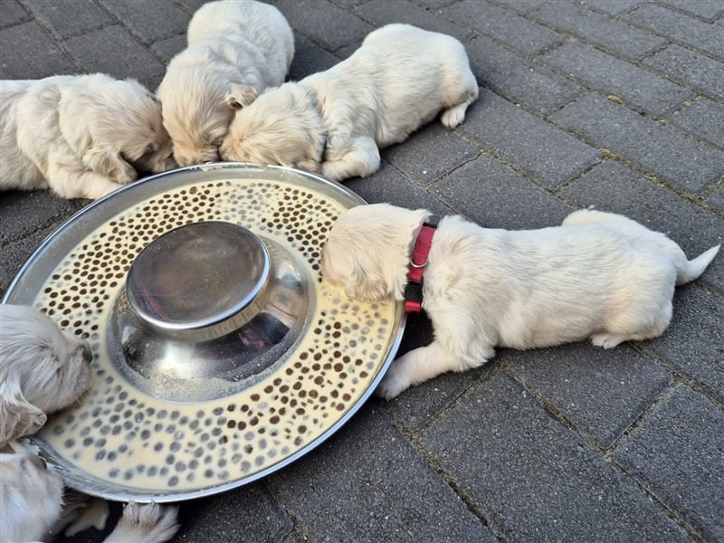 Kleine Golden Retriever Rüden suchen ab Oktober ein neues Zuhause