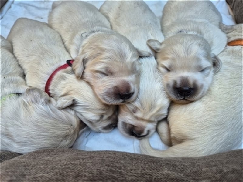 Kleine Golden Retriever Rüden suchen ab Oktober ein neues Zuhause