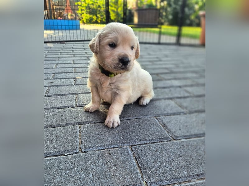 Kleine Golden Retriever Rüden suchen ab Oktober ein neues Zuhause