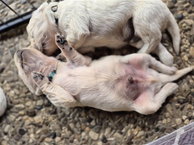 Kleine Golden Retriever Rüden suchen ab Oktober ein neues Zuhause