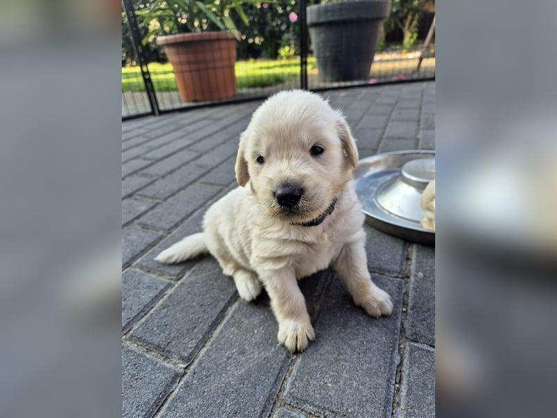 Kleine Golden Retriever Rüden suchen ab Oktober ein neues Zuhause