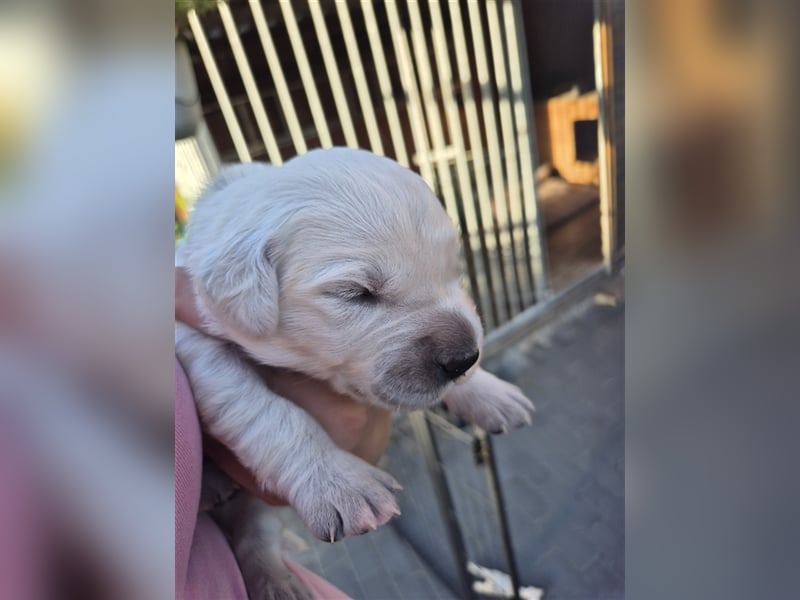 Kleine Golden Retriever Rüden suchen ab Oktober ein neues Zuhause