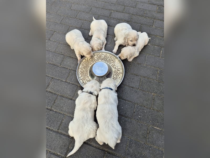 Kleine Golden Retriever Rüden suchen ab Oktober ein neues Zuhause