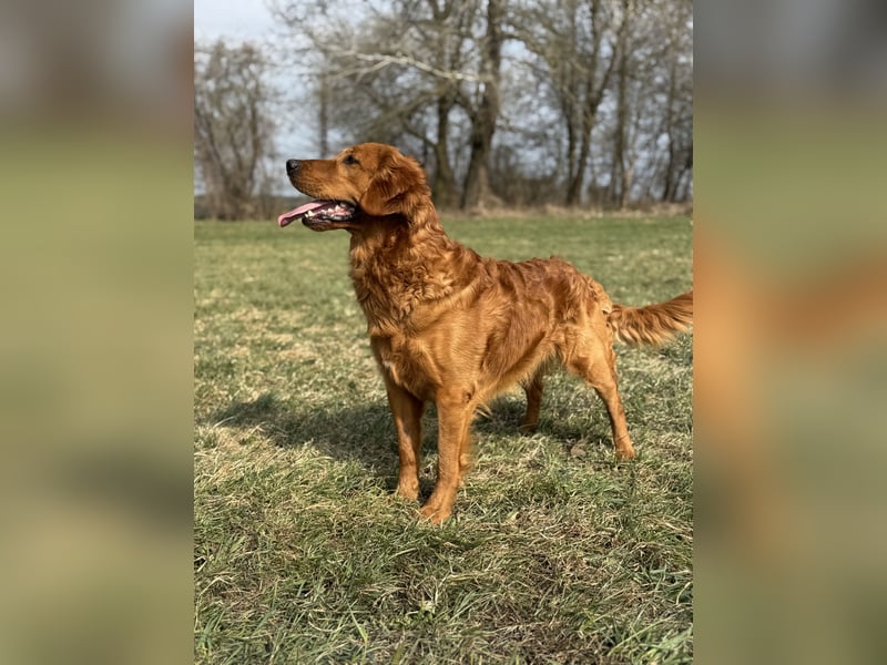 Golden Retriever Deckrüde